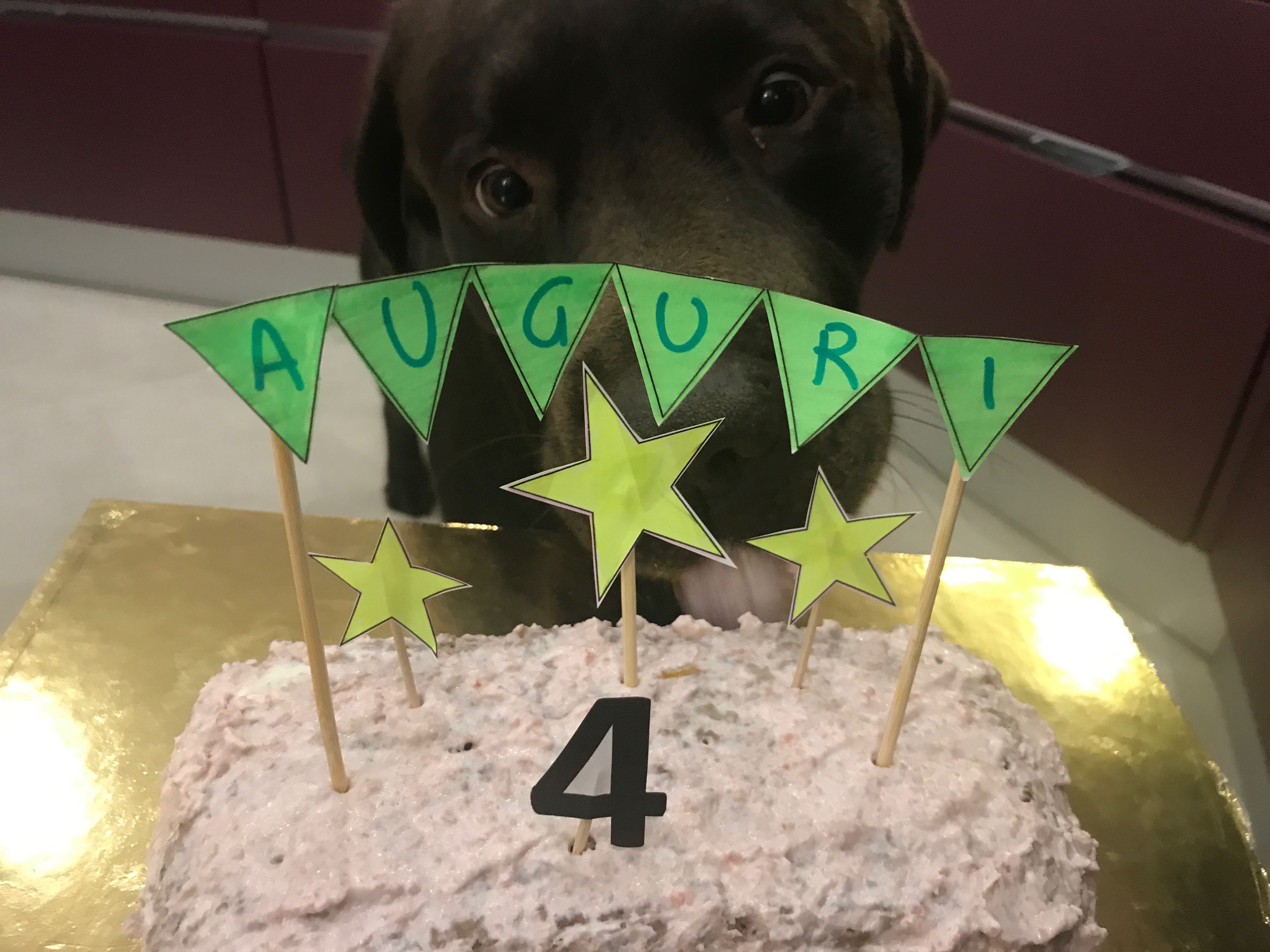 Torta per cani: ricette e consigli